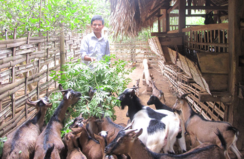 Thoát nghèo từ phát triển chăn nuôi